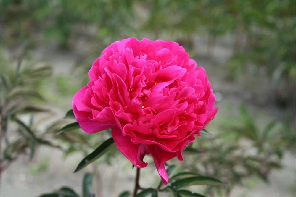 Pion 'Red Sarah Bernhardt'